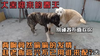 犬舍迎来的春天，两响竟然偷偷的发情，赵老板高兴不已用谁来配？