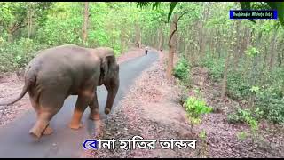 Hathi Tandav || Elephant Attack #elephant_video