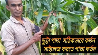 ভুট্টা গাছ থেকে পাতা কখন ও কিভাবে কাটতে হয় -When and how to harvest leaves from corn plants #corn