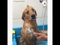 至福の時間だワン🐶💕 お風呂大好きすぎるワンコ🛁【peco tv】