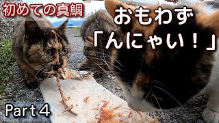 What happens if give red sea bream to a stray cat that has only eaten horse mackerel fish?