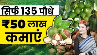 Macadamia Farming Secrets 🤫 | लाखों की खेती कैसे करें? | भारत में कैसे करें यह मुनाफेदार खेती?