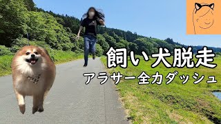 【雑談】リードの外れた犬が走り出した事件