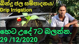 බින්දු ජල සම්පාදනය / Drip Irrigation / Economical / Practical