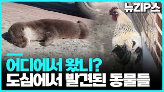 서울은 얼룩말 세로? 여기도 이상한 애(?)들 출몰  | 뉴스모음집 뉴집스