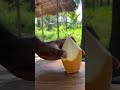 Mini Coconut Cutting ASMR #fruitcutting #shorts #satisfying