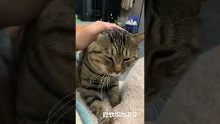 多败咪这小猫谁养谁不迷糊啊 记录猫咪日常 萌宠出道计划 猫猫就是小宝宝啊 萌到爆炸了💥