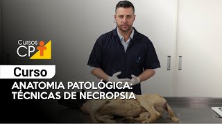 Anatomia Patológica   Técnicas de Necropsia l Cursos CPT