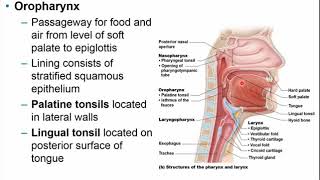 Chapter 21 - Respiratory System Part A