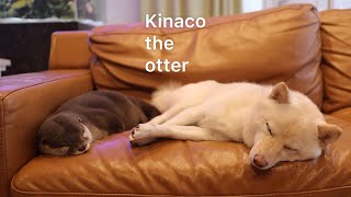 仲良しすぎるカワウソと豆柴　Otter and Shiba Inu who are too close