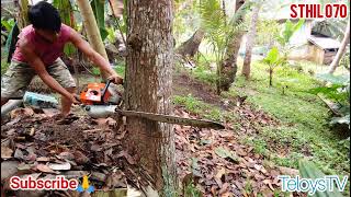 STHIL MS720 | MAHOGANY TREE FELLING |  PHILIPPINES | TeloysTV