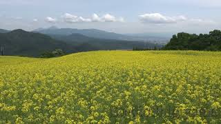 三ノ倉高原菜の花畑【2023】Field of rape blossoms in Sannokura Plateau