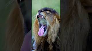 Pride of African lions #shorts #subscribe #youtubeshorts #simpleshorts #shortsvideo   #trending
