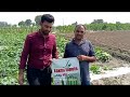 laxmi inputs cucumber 🥒🥒🥒 911