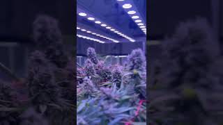 Cannabis Cultivation with G50 Plant Grow Light - Low Green Light Spectrum - Grow Faster and Better