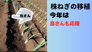 株ねぎを今年も移植します