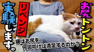 【猫 実験】猫のお尻をとことん叩いてみる〜リベンジ〜