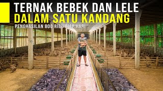 Untung 2 Kali Ternak Bebek Petelur dan Lele Dalam Satu Kandang Bisa Panen Ribuan Telur Tiap Hari