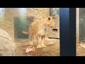 円山動物園ライオン舎　イト＆クレイ　202312