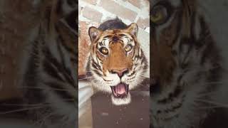 Sare ka video #anime #shorts #tiger #music