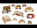 20 Crazy Screaming Frogs To Make Your Day Better