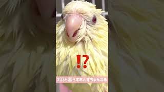 インコが水浴びすると..?【サザナミインコ】#shorts