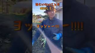 【家庭菜園】親子でほのぼの里芋収穫！！！