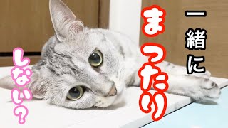 猫の暑さ対策！アルミプレートをプレゼントしてみた！