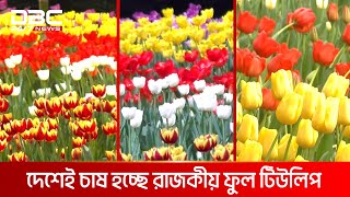 গাজীপুরের দেলোয়ারের হাত ধরে দেশেই চাষ হচ্ছে রাজকীয় ফুল টিউলিপ | আগামীর কৃষি |  DBC NEWS