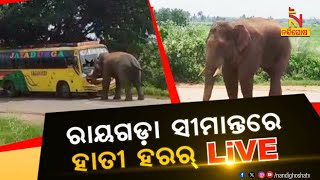 ରାୟଗଡ଼ା ସୀମାନ୍ତରେ ହାତୀ ହରର୍‌ LIVE