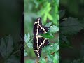 Giant Swallowtail (Papilio cresphontes) in Swallowtail Family (Papilionidae)