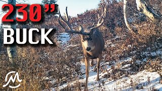 230" MULE DEER ON TRAIL CAMERA!