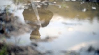 Best Dam mahout from Chiang Mai to Myanmar