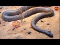 fact about most dangers snake পৃথিৱীৰ আটাইতকৈ ভয়ংকৰ পাঁচটা সাপ