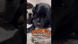 ひっかけにも負けずに待てをして牛肉にがっつくラブラドール #kotachi #kotaro #kojine #labrador #ラブラドールレトリバー #黒ラブ #大型犬 #ゴールデンレトリバー