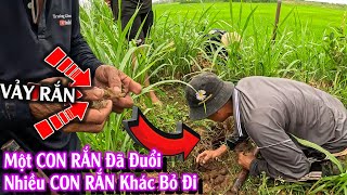 Nguyên Nhân khiến nhiều con Rắn khác đã bỏ đi | TGSB #1034