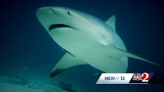 Florida shark experts explain the science behind shark attacks