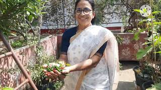 Vegetables  harvest# కాయగూరలు హార్వెస్ట