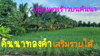 ปลูกมะพร้าวบนคันนาทองคำเสริมรายได้จากทำนา