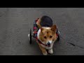 コーギー　リネアちゃん2　犬の車椅子