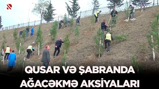 Qusar və Şabranda ağacəkmə aksiyaları