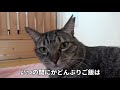 これからの動画についてのお知らせ　リンゴ箱の猫 17【保護子猫】