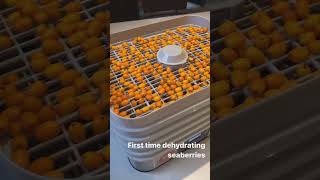 Dehydrating Seaberry/Seabuckthorn Berries! Ontario, Canada