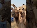 camel meeting