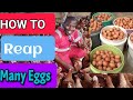 How to make layer chickens lay many eggs for starter  poultry farmers