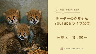 【アーカイブ配信】チーターの赤ちゃんの様子をお届け♪（2022.6.18）