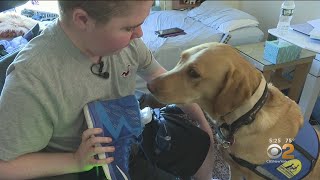 Canine Companions Organization Raising Awareness For Service Dog Fraud