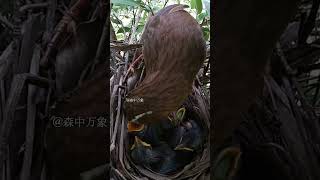 画眉鸟夫妇养育它们的四个孩子 EP31.5｜The Chinese Hwamei couple is raising their four chicks #birdsounds