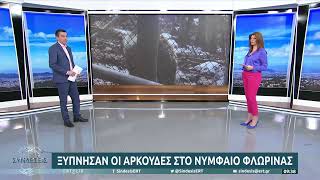 Ξύπνησαν οι αρκούδες στο Νυμφαίο Φλώρινας | 30/3/22 | ΕΡΤ