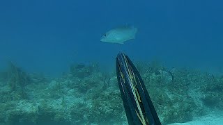 Spearfishing off a skiff | Catch n Cook